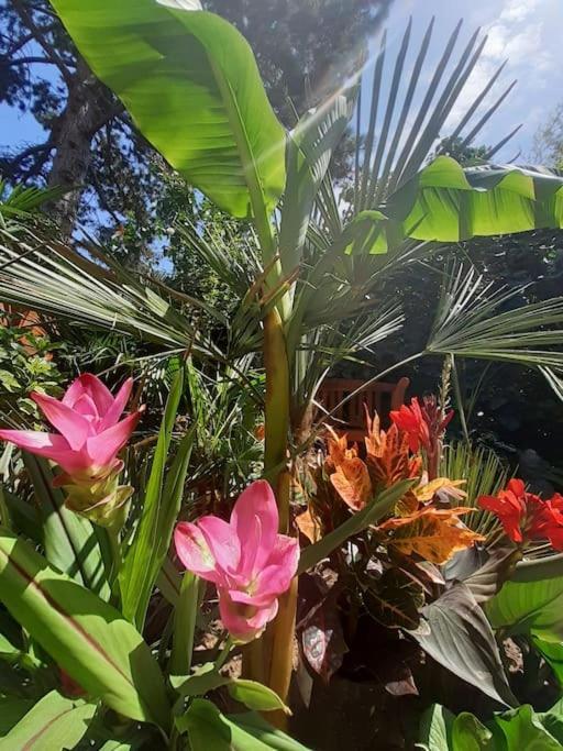 House W Little Tropical Garden Lägenhet Budapest Exteriör bild